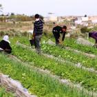 انتاج الفراوله  في قطاع غزه