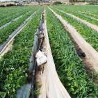 انتاج الفراوله  في قطاع غزه