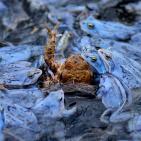 اجمل صور الطبيعة والحيوان في العالم