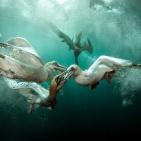 اجمل صور الطبيعة والحيوان في العالم