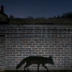 اجمل صور الطبيعة والحيوان في العالم