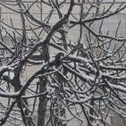 الثلوج في الخليل