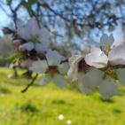 فصل الربيع في بيت ريما قضاء رام الله