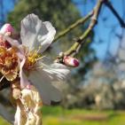 فصل الربيع في بيت ريما قضاء رام الله