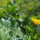 فصل الربيع في بيت ريما قضاء رام الله