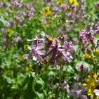 فصل الربيع في بيت ريما قضاء رام الله