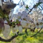 فصل الربيع في بيت ريما قضاء رام الله