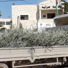 الاغاثة الزراعية تبدا بتوزيع الاشتال في جنين