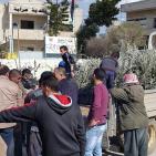 الاغاثة الزراعية تبدا بتوزيع الاشتال في جنين