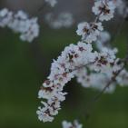 لوحه من الطبيعة مع ورد اللوز