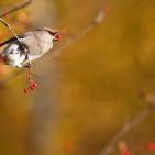 100 صورة لطيور مختلفة من جميع انحاء العالم