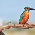 100 صورة لطيور مختلفة من جميع انحاء العالم