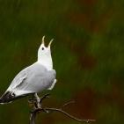 100 صورة لطيور مختلفة من جميع انحاء العالم