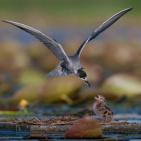 100 صورة لطيور مختلفة من جميع انحاء العالم