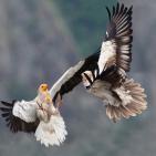 100 صورة لطيور مختلفة من جميع انحاء العالم