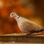 100 صورة لطيور مختلفة من جميع انحاء العالم