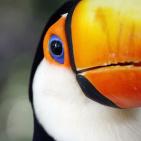 100 صورة لطيور مختلفة من جميع انحاء العالم