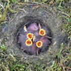 100 صورة لطيور مختلفة من جميع انحاء العالم