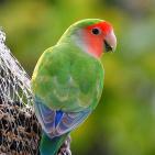 100 صورة لطيور مختلفة من جميع انحاء العالم