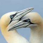 100 صورة لطيور مختلفة من جميع انحاء العالم