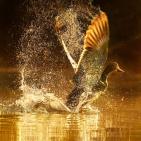 100 صورة لطيور مختلفة من جميع انحاء العالم