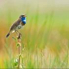 100 صورة لطيور مختلفة من جميع انحاء العالم