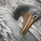 100 صورة لطيور مختلفة من جميع انحاء العالم