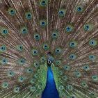 100 صورة لطيور مختلفة من جميع انحاء العالم