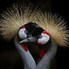 100 صورة لطيور مختلفة من جميع انحاء العالم