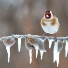 100 صورة لطيور مختلفة من جميع انحاء العالم