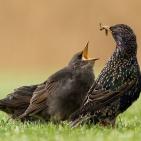 100 صورة لطيور مختلفة من جميع انحاء العالم