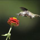 100 صورة لطيور مختلفة من جميع انحاء العالم