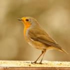 100 صورة لطيور مختلفة من جميع انحاء العالم