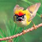 100 صورة لطيور مختلفة من جميع انحاء العالم