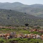 سهول مرج ابن عامر تكتسيى بالخضرة - عرابه جنين