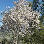 سهول مرج ابن عامر تكتسيى بالخضرة - عرابه جنين