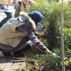 النجاح التطوعية تُنظم نشاط لزراعة الأشجار بالتعاون مع بلدية نابلس