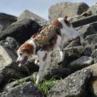 سترة آلية يابانية للكلاب بغية الكشف عن ناجين من زلزال