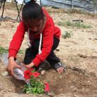 اطفال الشجاعية يزرعون الورود بين بيوتهم المُدمرة