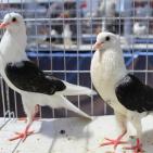 المعرض الثاني لهواة ومربي الحمام في غزة