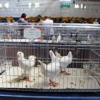 المعرض الثاني لهواة ومربي الحمام في غزة