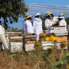 صور: رايــة تشارك المزارعين في جني العسل بقطاع غزة