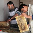 صور: رايــة تشارك المزارعين في جني العسل بقطاع غزة