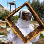 صور: رايــة تشارك المزارعين في جني العسل بقطاع غزة