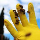 صور: رايــة تشارك المزارعين في جني العسل بقطاع غزة