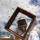 صور: رايــة تشارك المزارعين في جني العسل بقطاع غزة