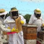 شاهد.. معركة مع النحل والنهاية عسل