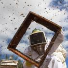 شاهد.. معركة مع النحل والنهاية عسل