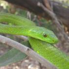 أشرس الكائنات في العالم