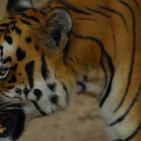 أشرس الكائنات في العالم